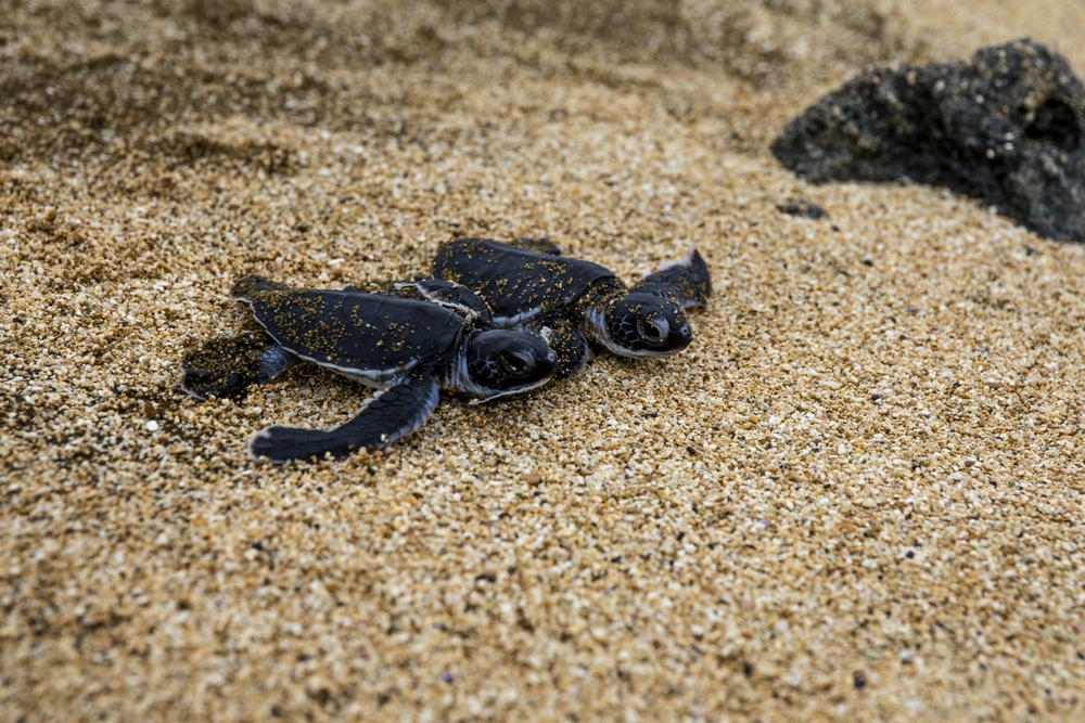 The Great Turtle Journey: Baby sea turtles make their first trek to the ocean