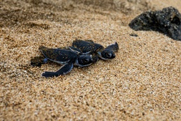 The Great Turtle Journey: Baby sea turtles make their first trek to the ocean