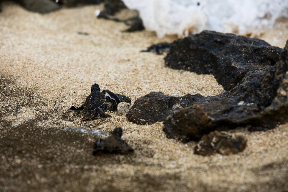 The Great Turtle Journey: Baby sea turtles make their first trek to the ocean