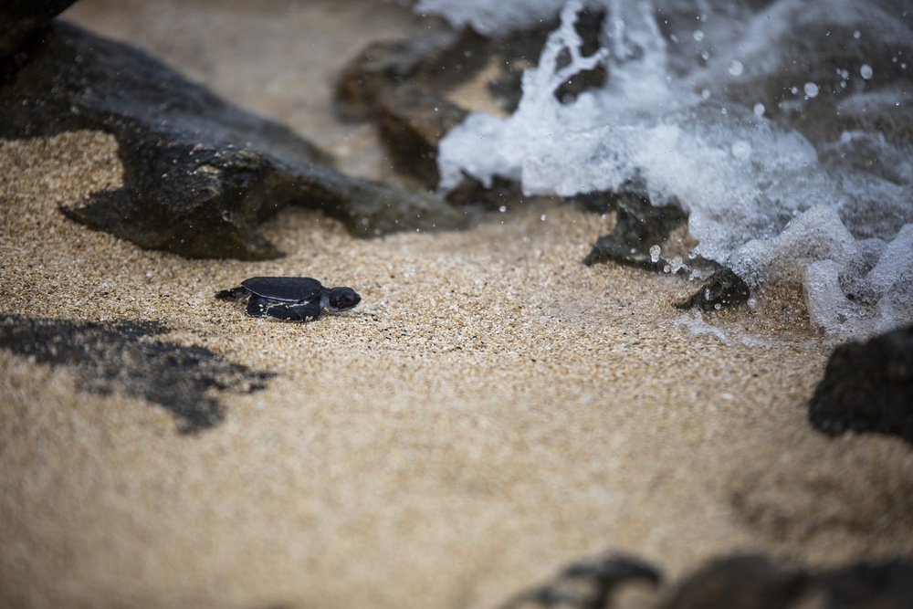 The Great Turtle Journey: Baby sea turtles make their first trek to the ocean