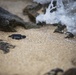 The Great Turtle Journey: Baby sea turtles make their first trek to the ocean