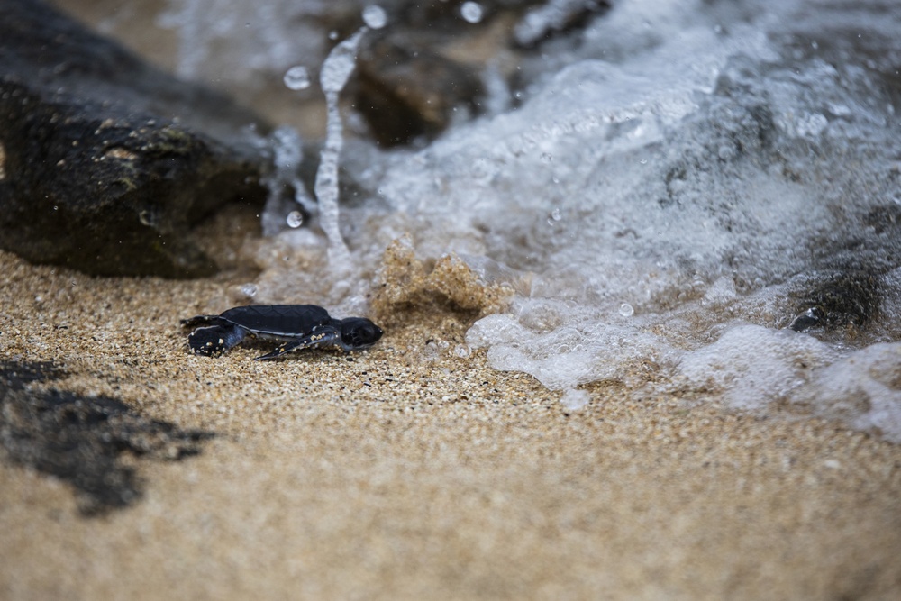 The Great Turtle Journey: Baby sea turtles make their first trek to the ocean