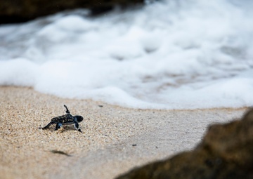 The Great Turtle Journey: Baby sea turtles make their first trek to the ocean