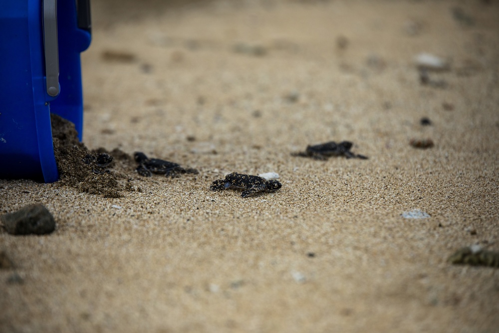 The Great Turtle Journey: Baby sea turtles make their first trek to the ocean