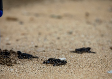 The Great Turtle Journey: Baby sea turtles make their first trek to the ocean
