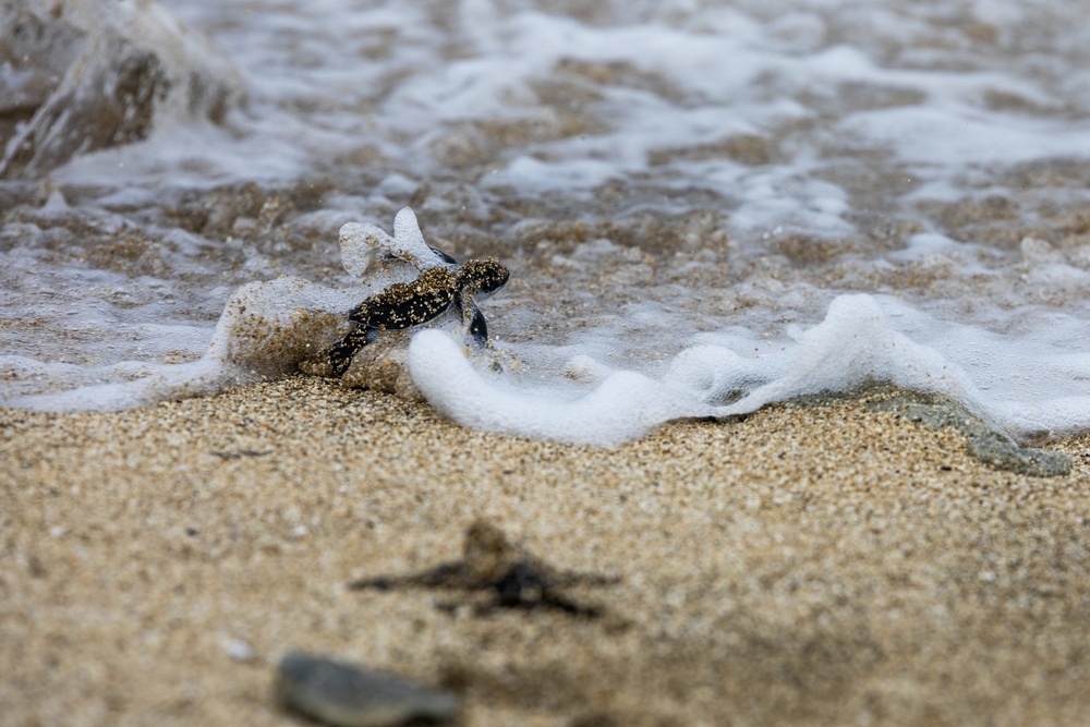 The Great Turtle Journey: Baby sea turtles make their first trek to the ocean