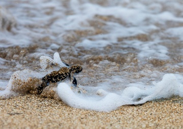 The Great Turtle Journey: Baby sea turtles make their first trek to the ocean