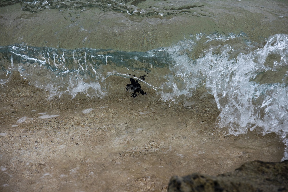 The Great Turtle Journey: Baby sea turtles make their first trek to the ocean