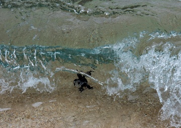 The Great Turtle Journey: Baby sea turtles make their first trek to the ocean