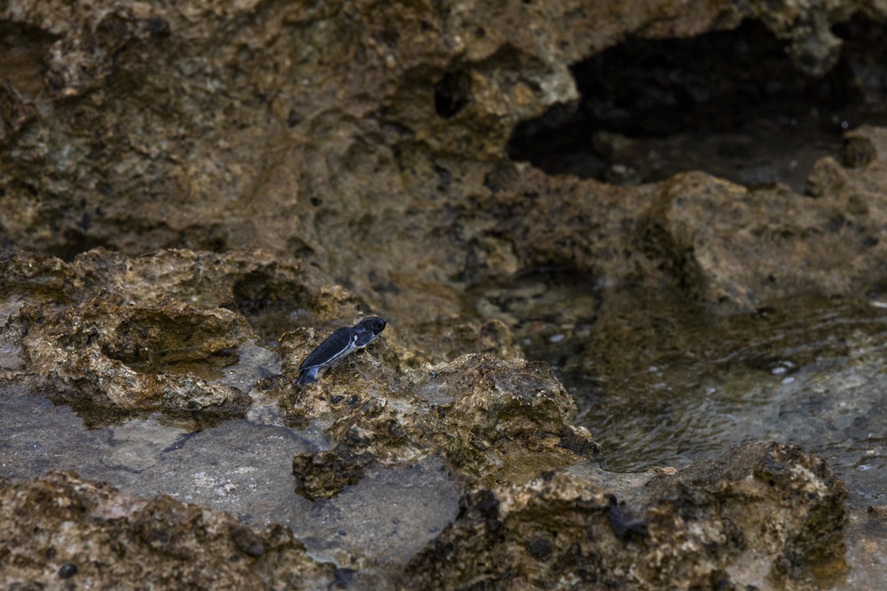 The Great Turtle Journey: Baby sea turtles make their first trek to the ocean