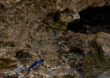 The Great Turtle Journey: Baby sea turtles make their first trek to the ocean