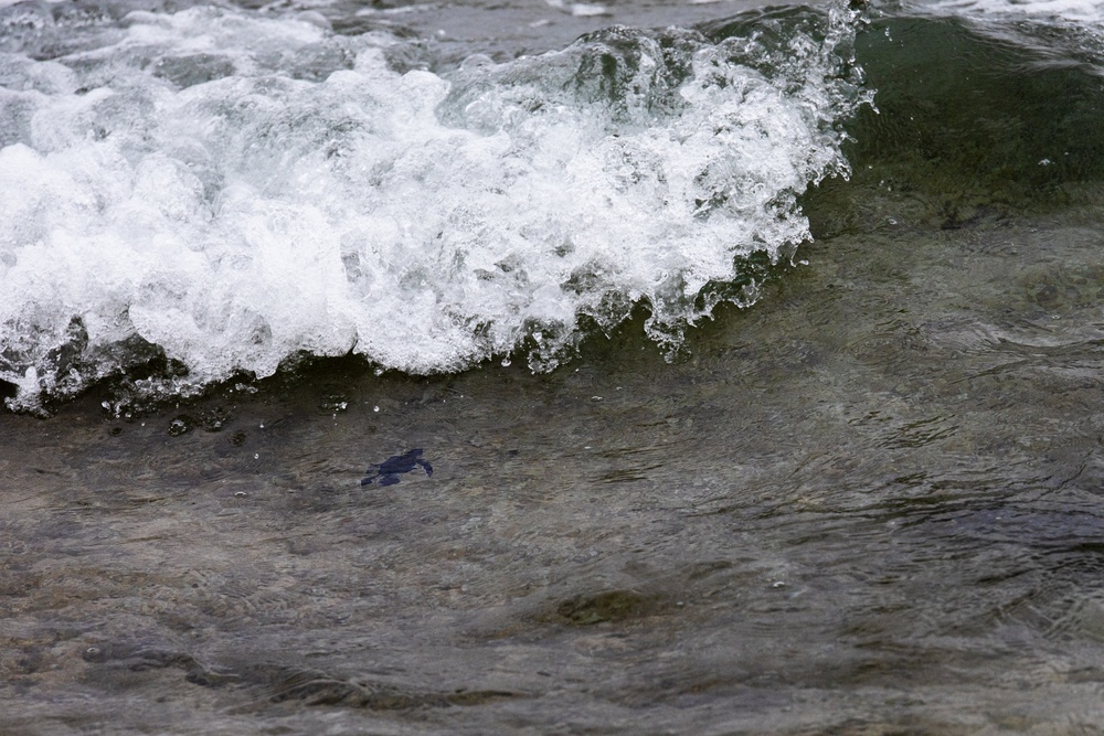 The Great Turtle Journey: Baby sea turtles make their first trek to the ocean