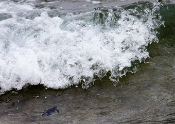 The Great Turtle Journey: Baby sea turtles make their first trek to the ocean
