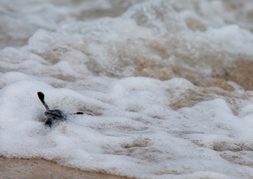 The Great Turtle Journey: Baby sea turtles make their first trek to the ocean