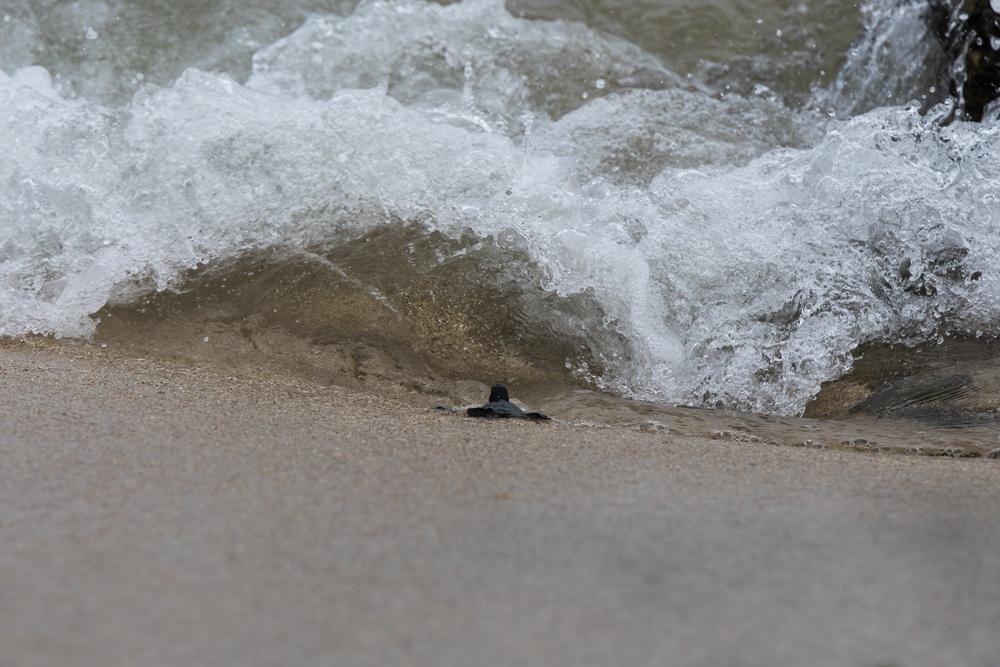 The Great Turtle Journey: Baby sea turtles make their first trek to the ocean