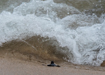 The Great Turtle Journey: Baby sea turtles make their first trek to the ocean