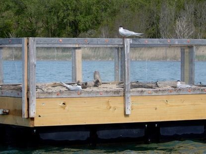 NSGL Supports Common Tern Conservation Efforts