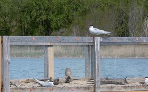 NSGL Supports Common Tern Conservation Efforts