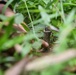 Cobra Gold 21: U.S., Royal Thai Armed Forces conduct landmine disposal exercise