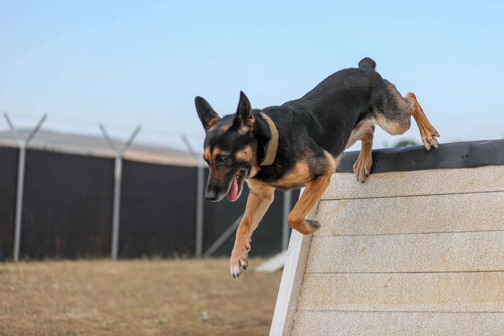 Military Working Dogs Essential For Mission Security