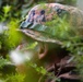US Marine Corps implementing changes to Infantry Marine Course