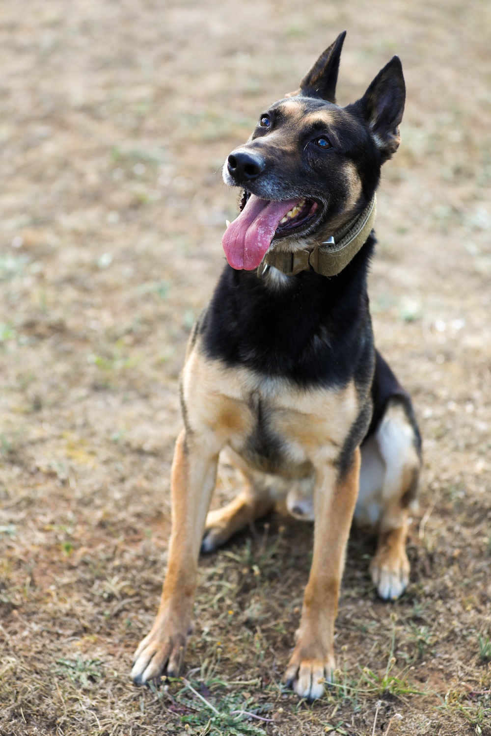 Military Police Train Military Working Dogs During Agility Course