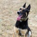 Military Police Train Military Working Dogs During Agility Course