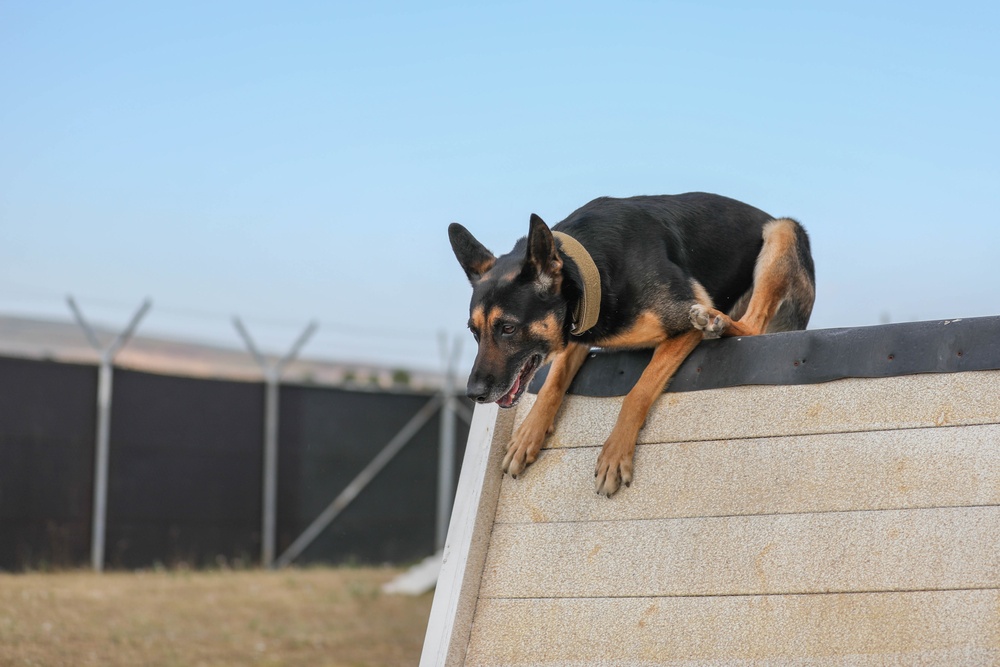 Military Police Train Military Working Dogs During Agility Course
