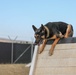 Military Police Train Military Working Dogs During Agility Course