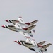 Thunderbirds Practice before Day One of Thunder over Michigan