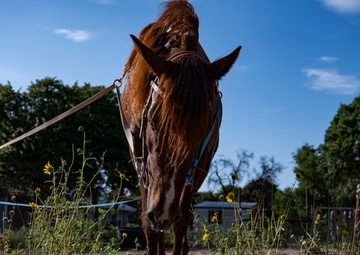To Train a Mustang; Fulfilling A Childhood Passion