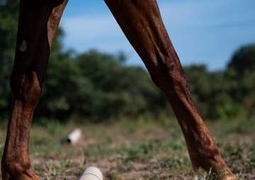 To Train a Mustang; Fulfilling A Childhood Passion