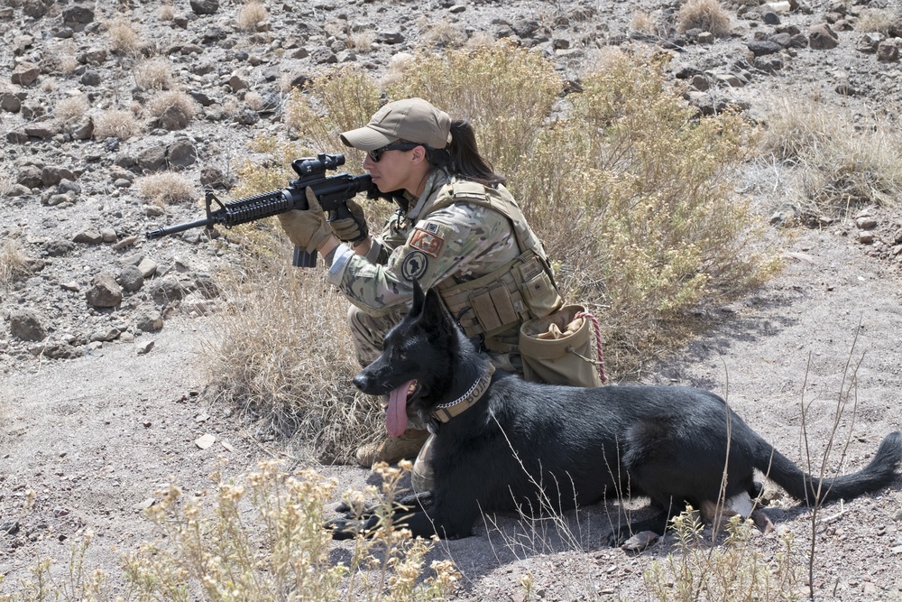 Military Working Dog Training