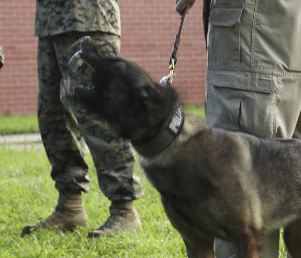 Parris Island Dog Training