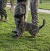 Parris Island Dog Training