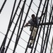 USS Constitution goes underway in honor of Vietnam Veteran