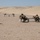 There's nothing D Co 3/172 Infantry-MTN security force can't do!