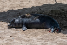 Monk seals take MCBH