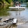 Pittsburgh District hosts motorboat training A Park Ranger Triumph boat is approaching a boat launch ramp on a calm river or lake, with two individuals aboard wearing life jackets. In the foreground, a Triumph boat trailer is partially submerged in the water, positioned to receive the incoming vessel. The scene takes place on a sunny day surrounded by lush green tree-lined banks.