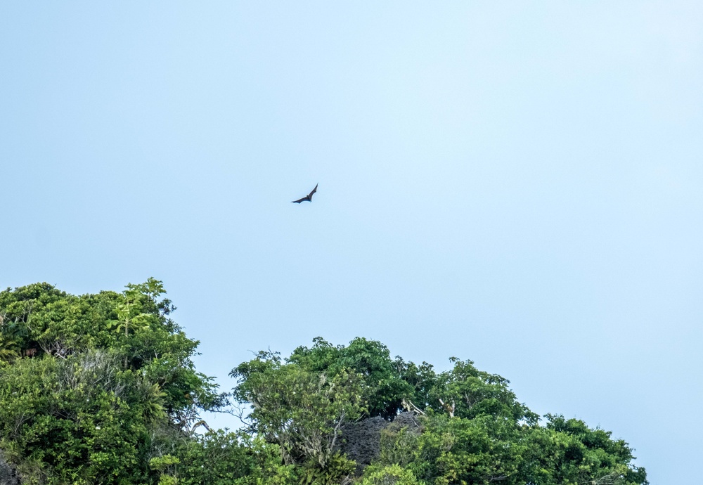 Andersen AFB preserves fanihi; Mariana fruit bat survey