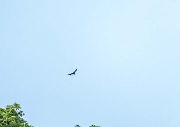 Andersen AFB preserves fanihi; Mariana fruit bat survey