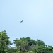 Andersen AFB preserves fanihi; Mariana fruit bat survey