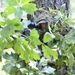 USAJFKSWCS Sniper Training