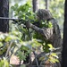 USAJFKSWCS Sniper Training