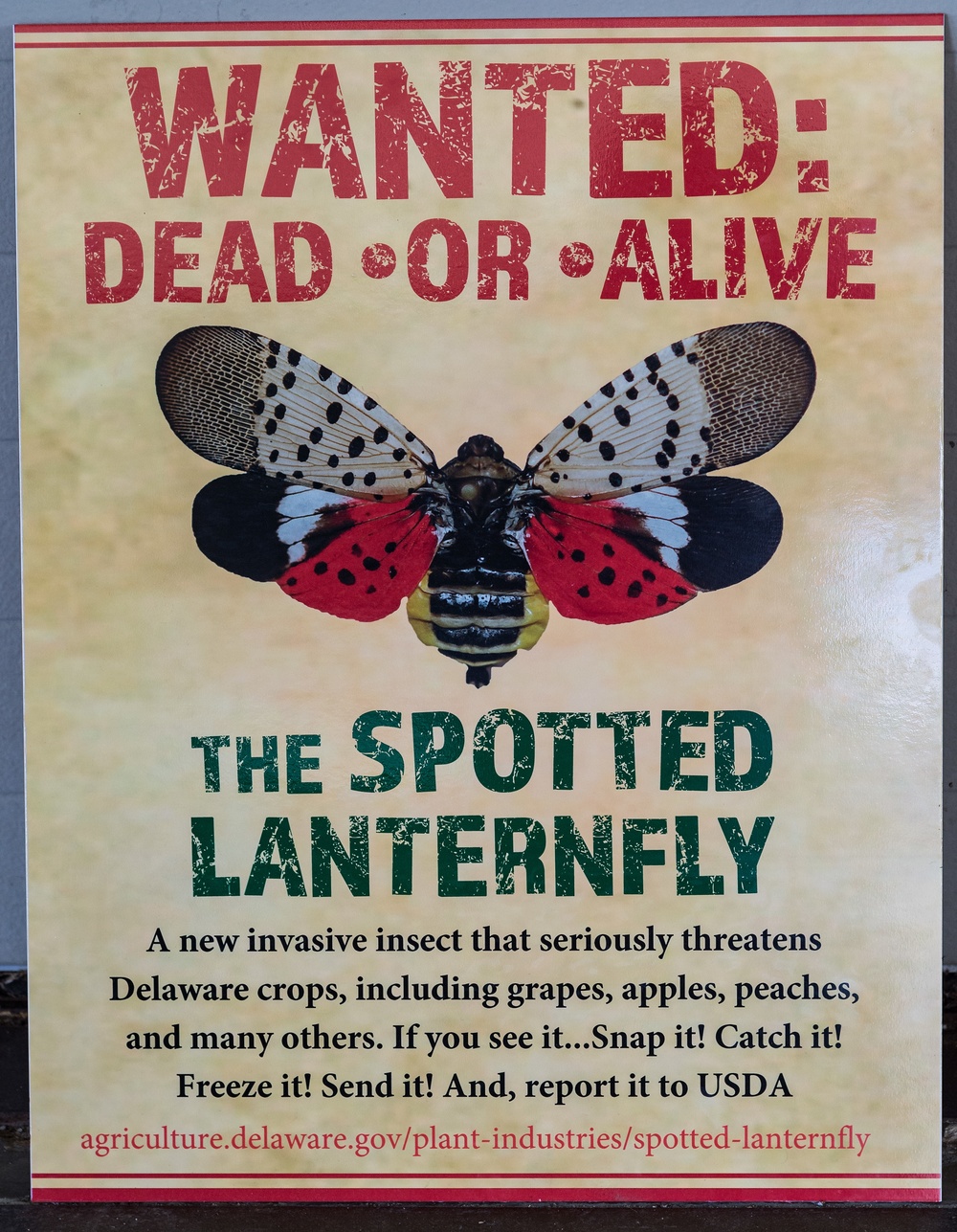 Dover AFB, USDA turn lights out on Spotted Lanternfly