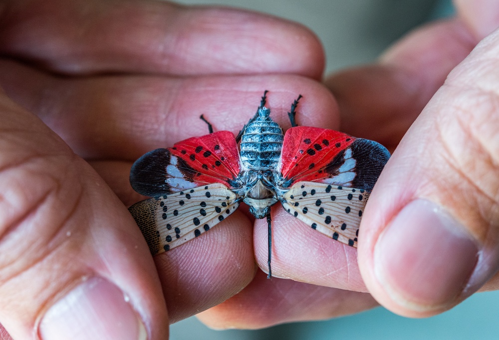 Dover AFB, USDA turn lights out on Spotted Lanternfly