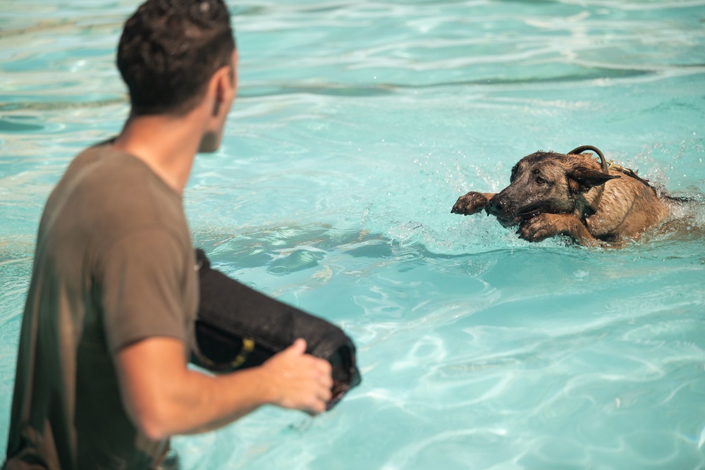 K-9s undergo water aggression in new training opportunity
