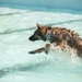 K-9s undergo water aggression in new training opportunity