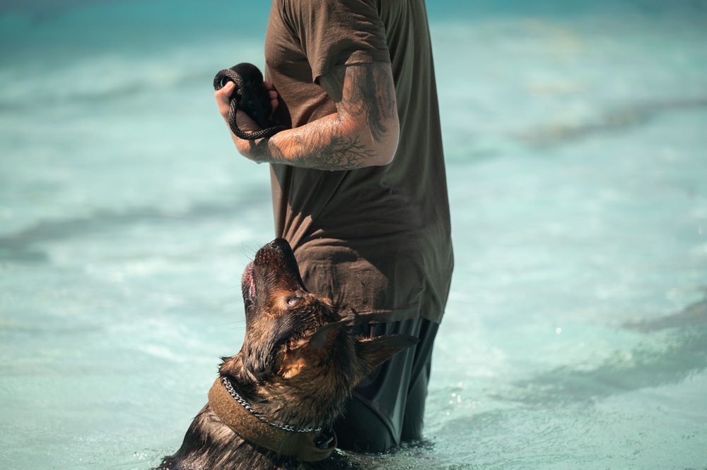 K-9s undergo water aggression in new training opportunity