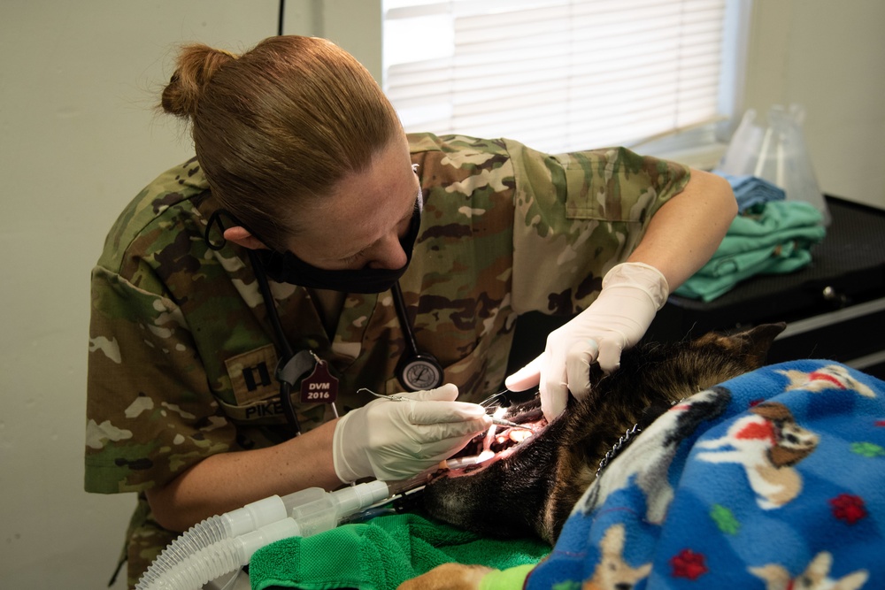 Cherry Point Sailors, Soldiers Cross Train to Treat Patients, Share Best Practices
